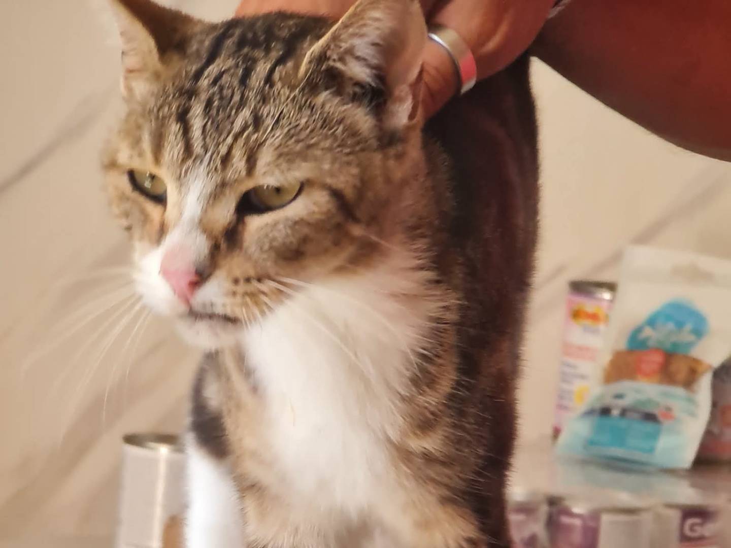 Adotta un gatto, taglia non valida, femmina, Trapani