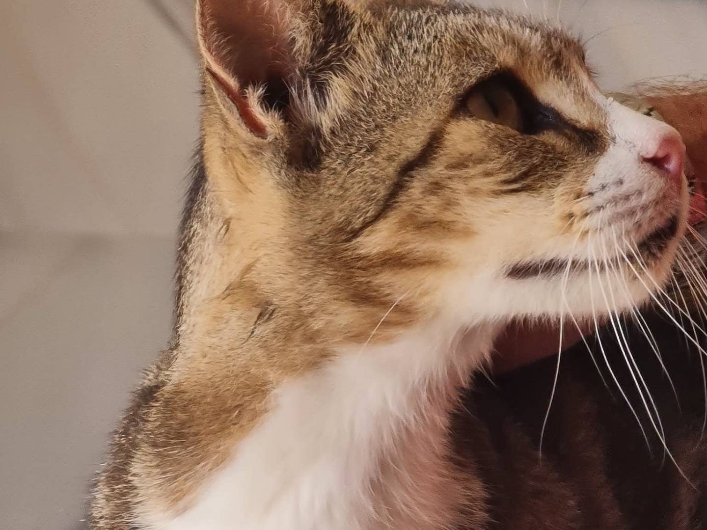 Vuoi adottare un gatto a Trapani?