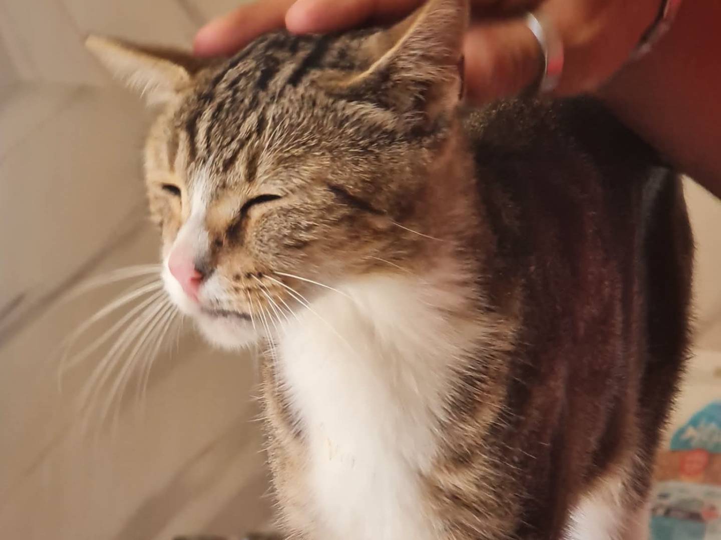 Adotta il gatto Stella a Trapani