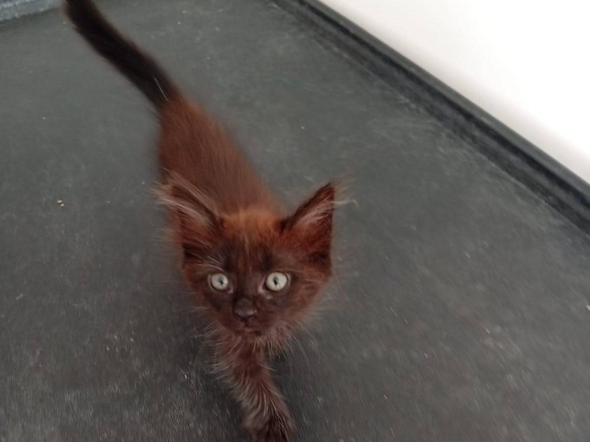 Adozione gatto, femmina, Razza sconosciuta Razza sconosciuta, 2 mesi, taglia non valida, Roma