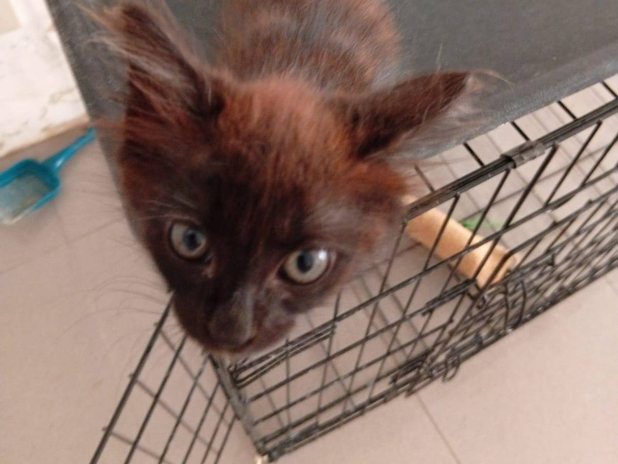 Adotta un gatto, femmina, 2 mesi, Roma