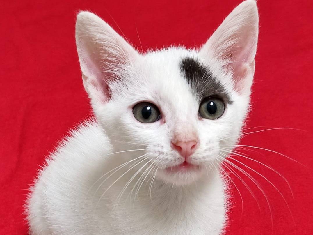 Adozione gatto, femmina, Razza sconosciuta Razza sconosciuta, 3 mesi, taglia non valida, Roma