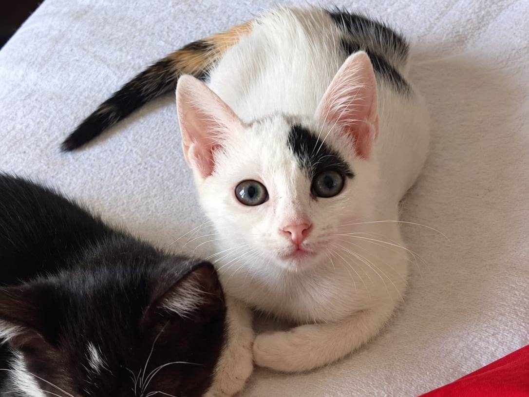 Adotta un gatto, femmina, 3 mesi, Roma
