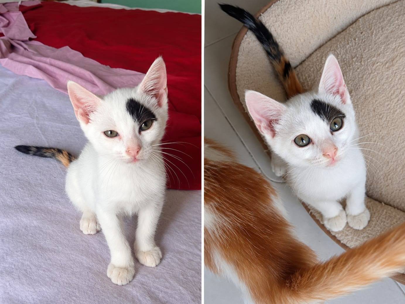 Adotta un gatto, taglia non valida, femmina, Roma