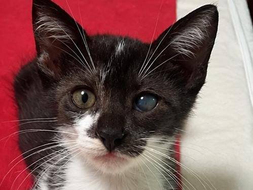 Adozione gatto, maschio, Razza sconosciuta Razza sconosciuta, 3 mesi, taglia non valida, Roma