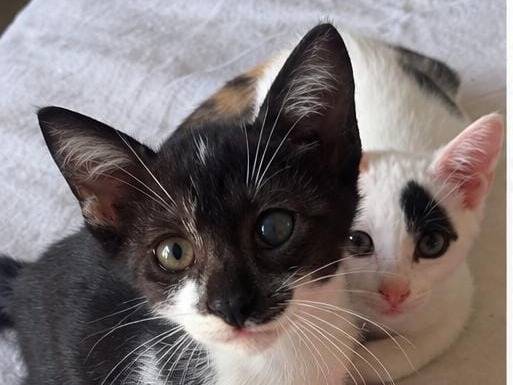 Adotta un gatto, maschio, 3 mesi, Roma