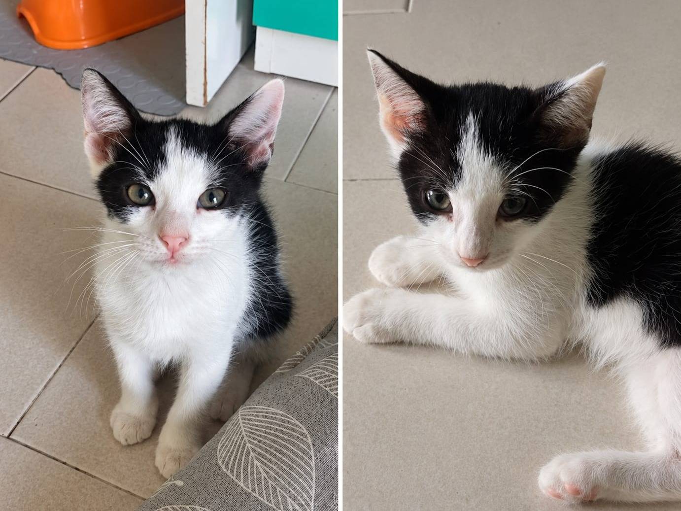 Adozione gatto, maschio, Razza sconosciuta Razza sconosciuta, 3 mesi, taglia non valida, Roma