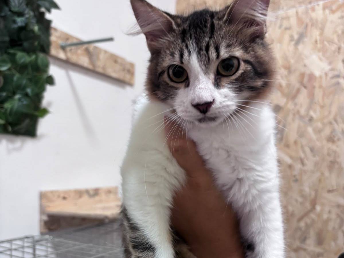 Adozione gatto, maschio, Razza sconosciuta Razza sconosciuta, 5 mesi, taglia non valida, Bari