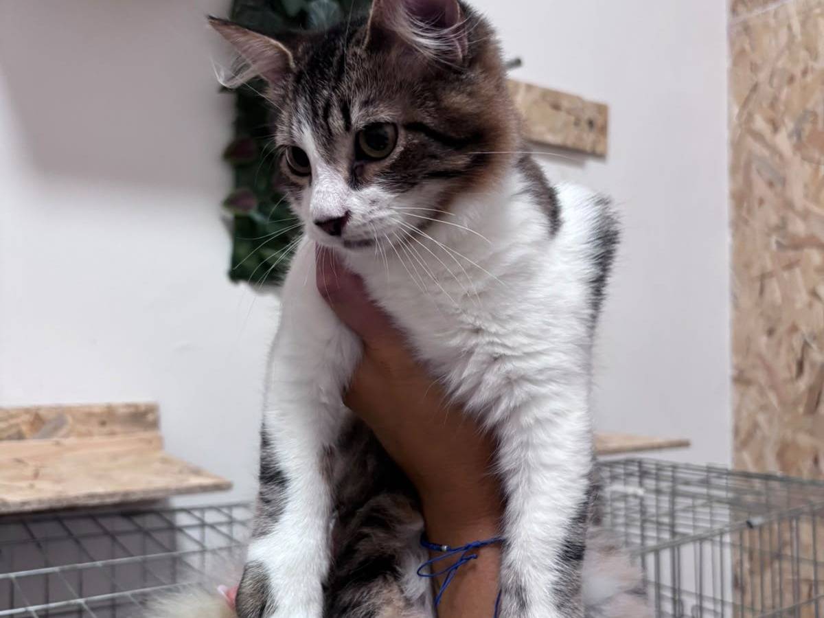 Adotta un gatto, maschio, 5 mesi, Bari