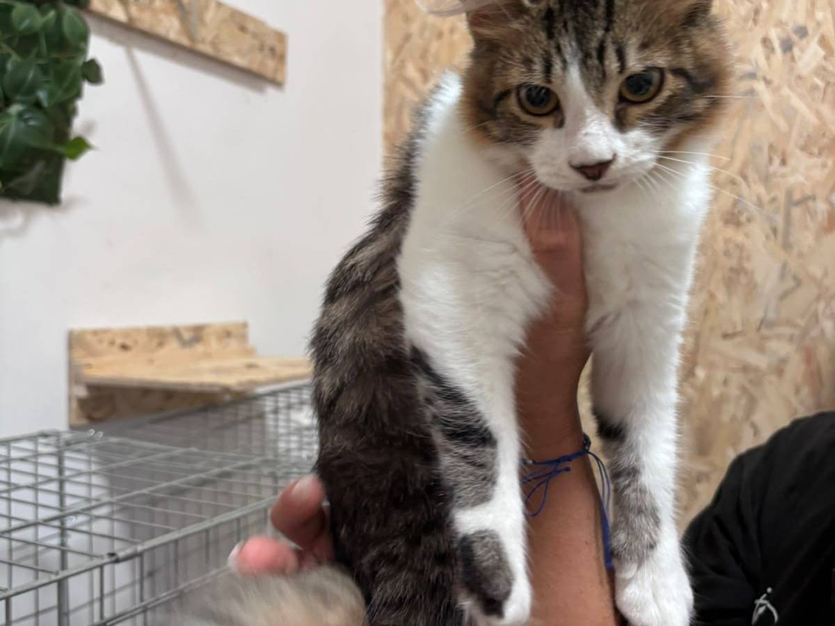 Adotta un gatto, taglia non valida, maschio, Bari