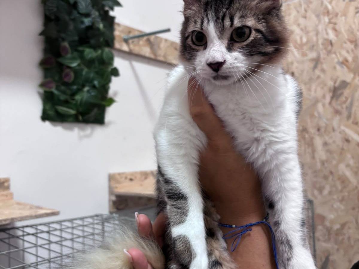 Vuoi adottare un gatto a Bari?