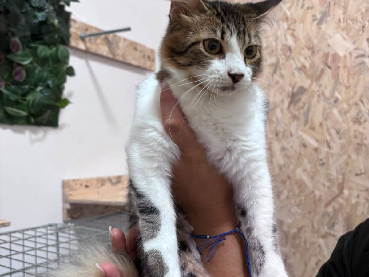 Adotta il gatto Rider  a Bari