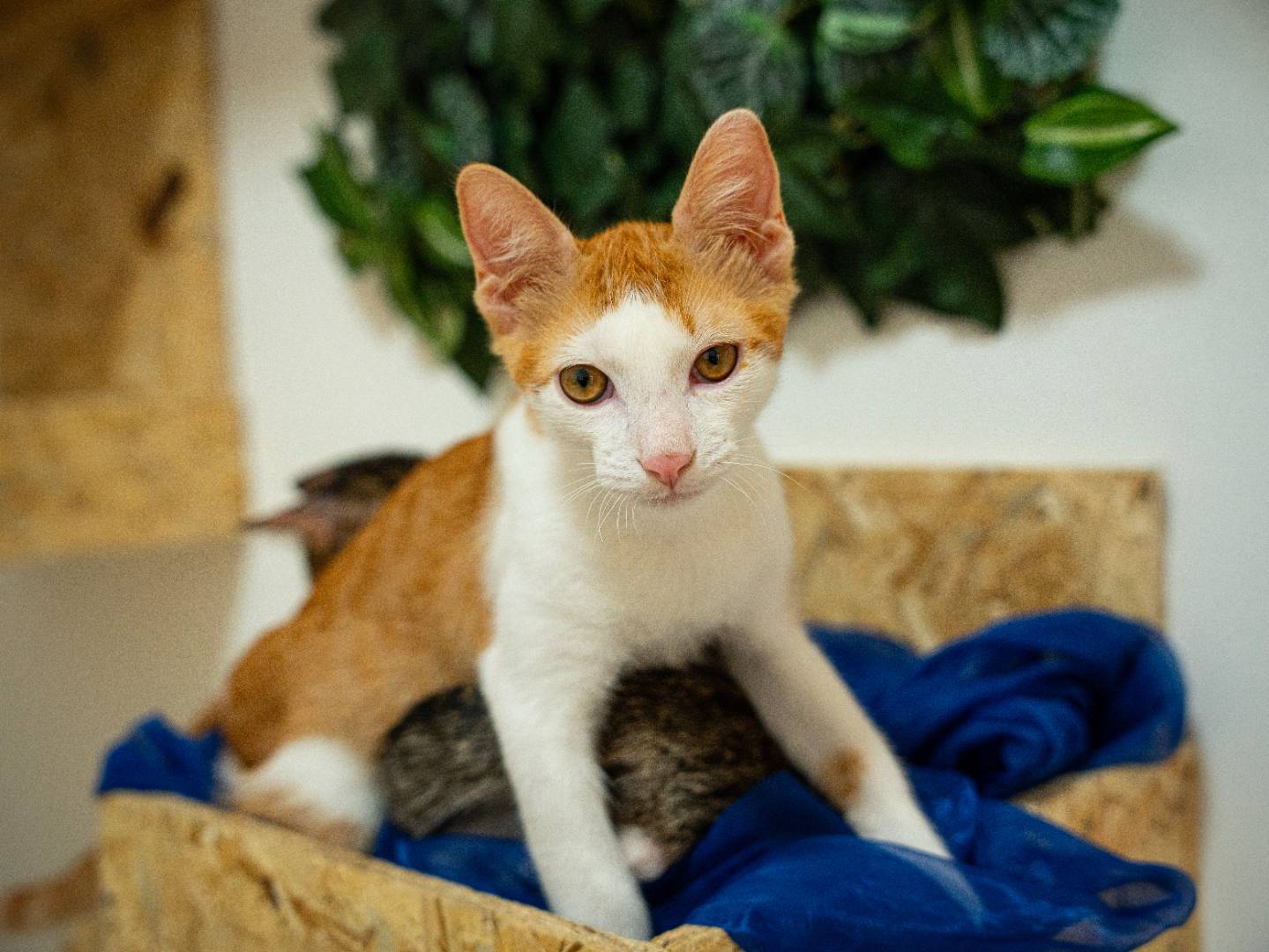 Vuoi adottare un gatto a Bari?