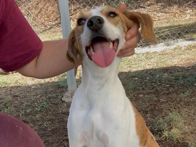 Adozione cane, femmina, Segugio Razza sconosciuta, 2 anni e 4 mesi, taglia media contenuta, Salerno