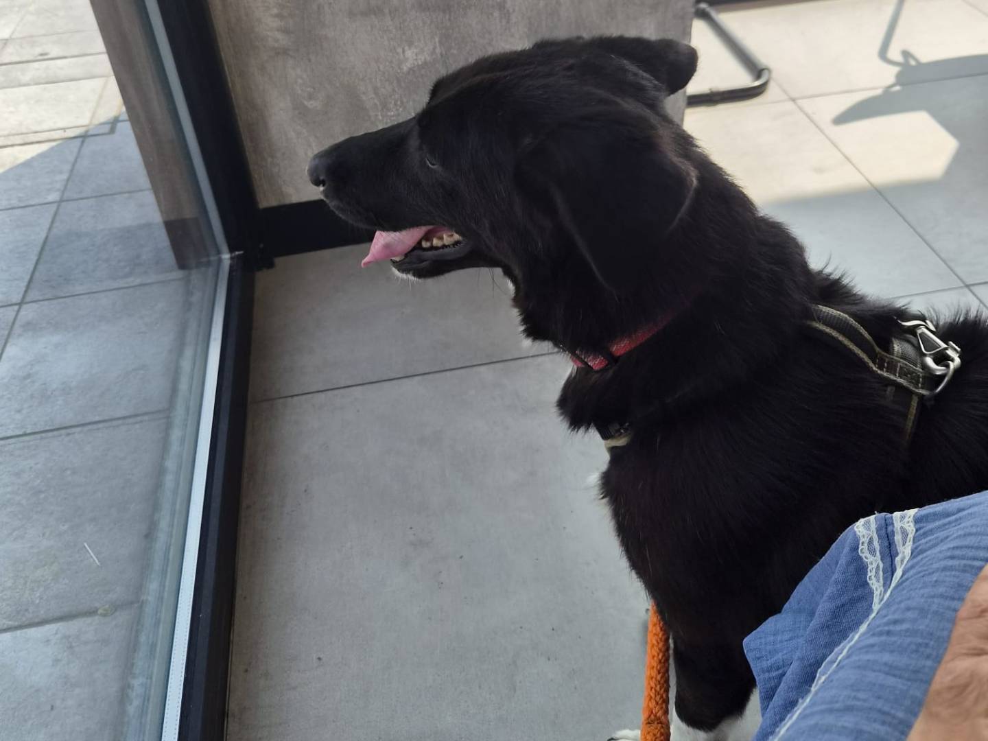 Vuoi adottare un cane a Milano?