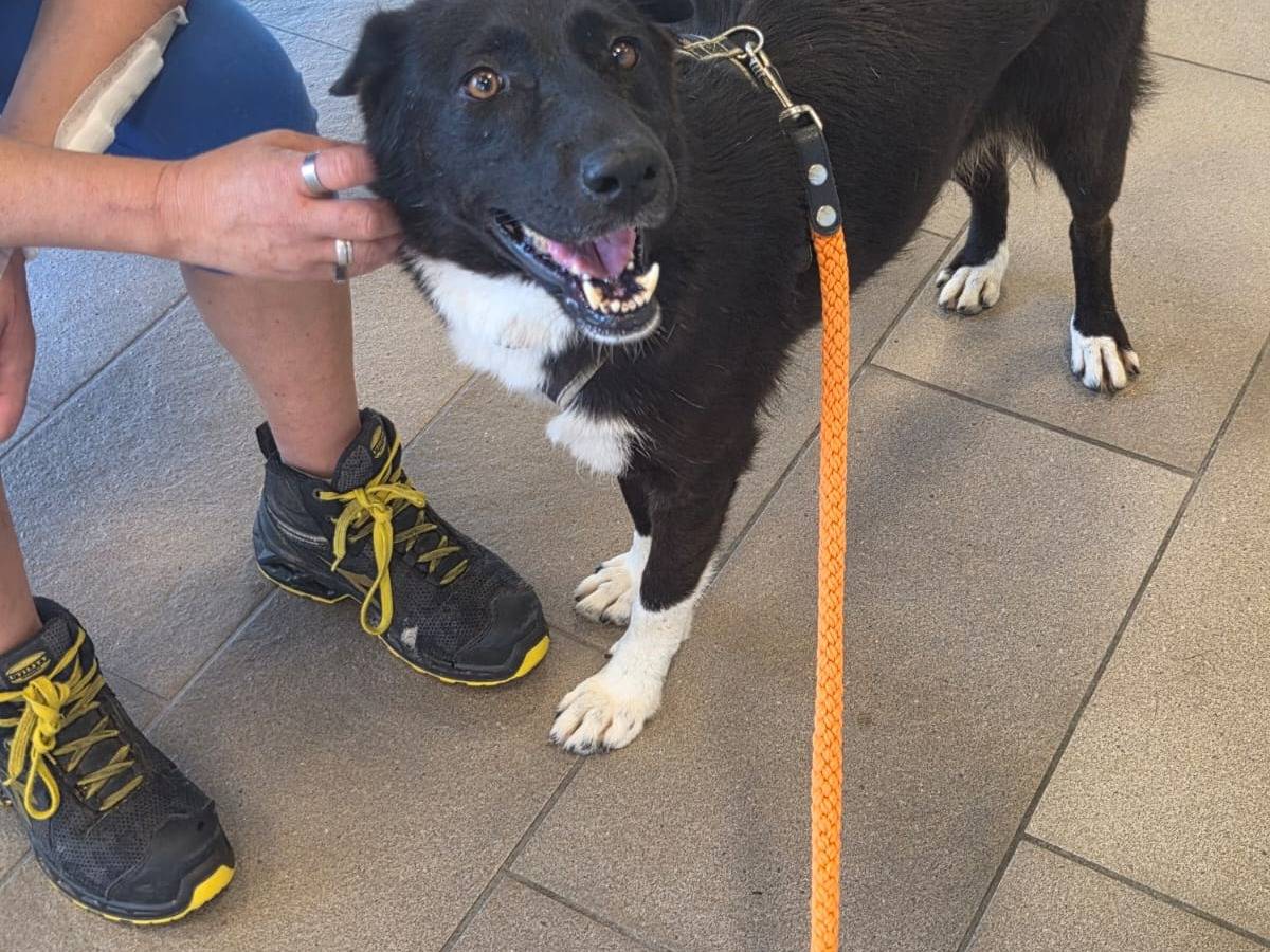 Adotta il cane Windy a Milano