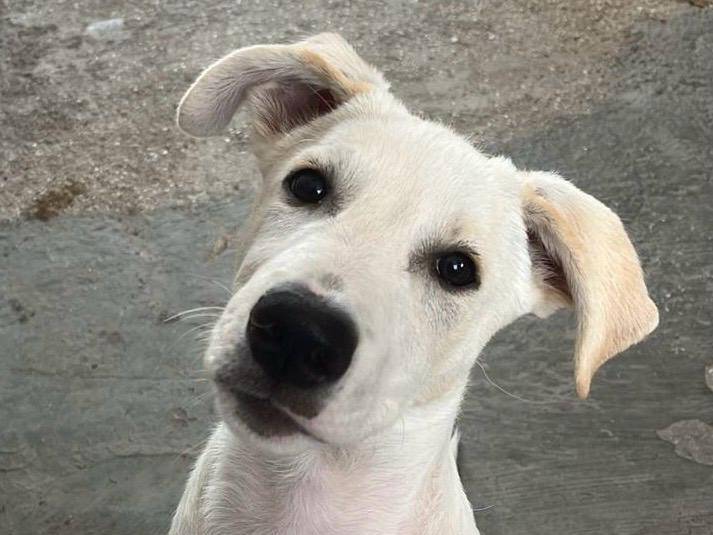 Adozione cane, maschio, Razza sconosciuta Razza sconosciuta, 6 mesi, taglia media, Agrigento