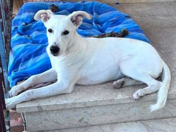 Adotta un cane, maschio, 6 mesi, Agrigento