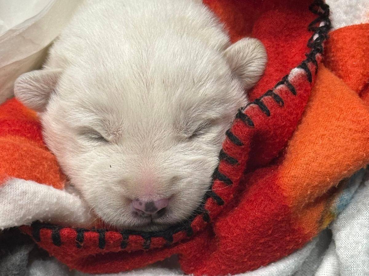 Adotta un cane, taglia media, maschio, Agrigento