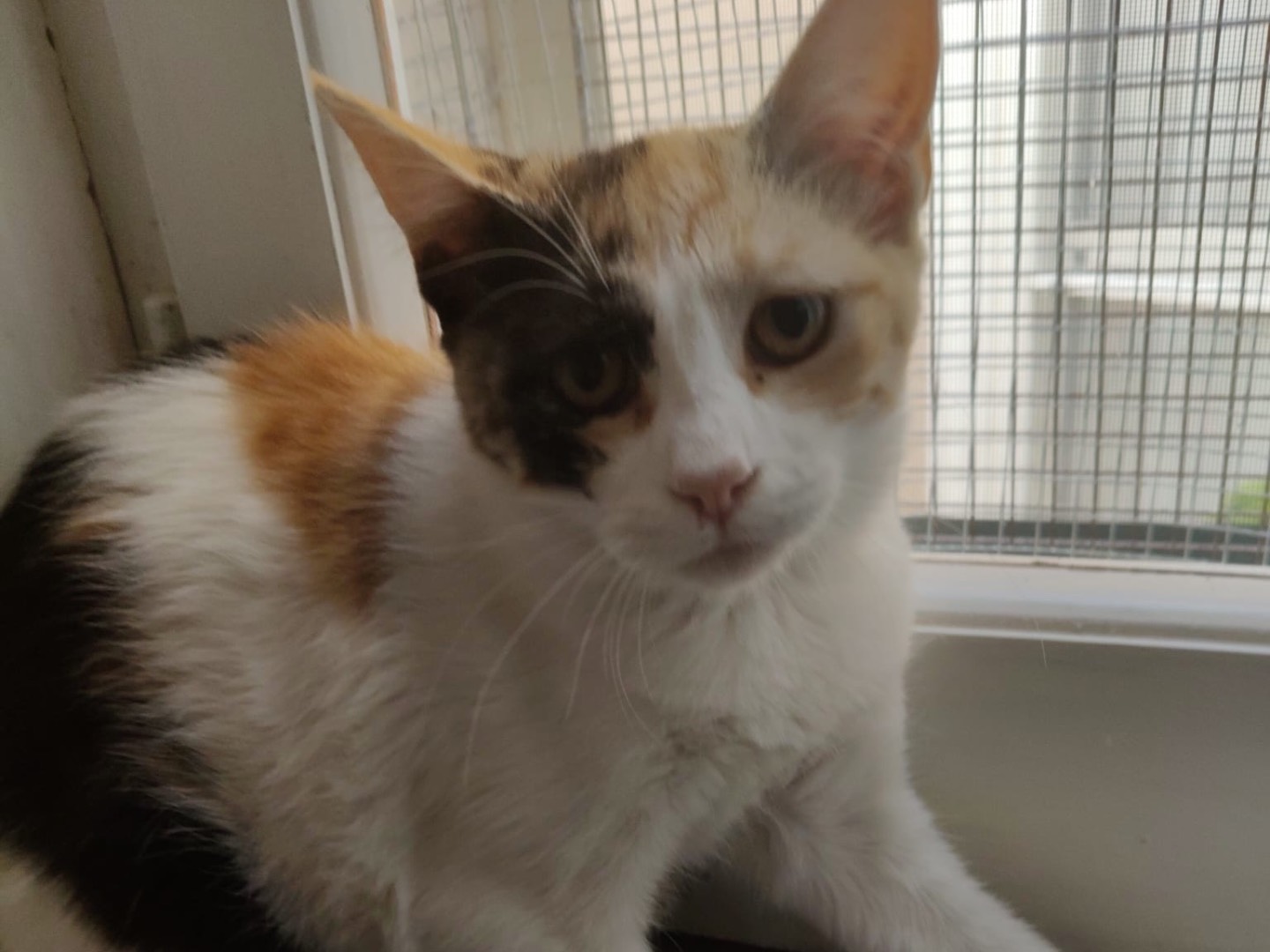Adozione gatto, femmina, Razza sconosciuta Razza sconosciuta, 4 mesi, taglia non valida, Crotone