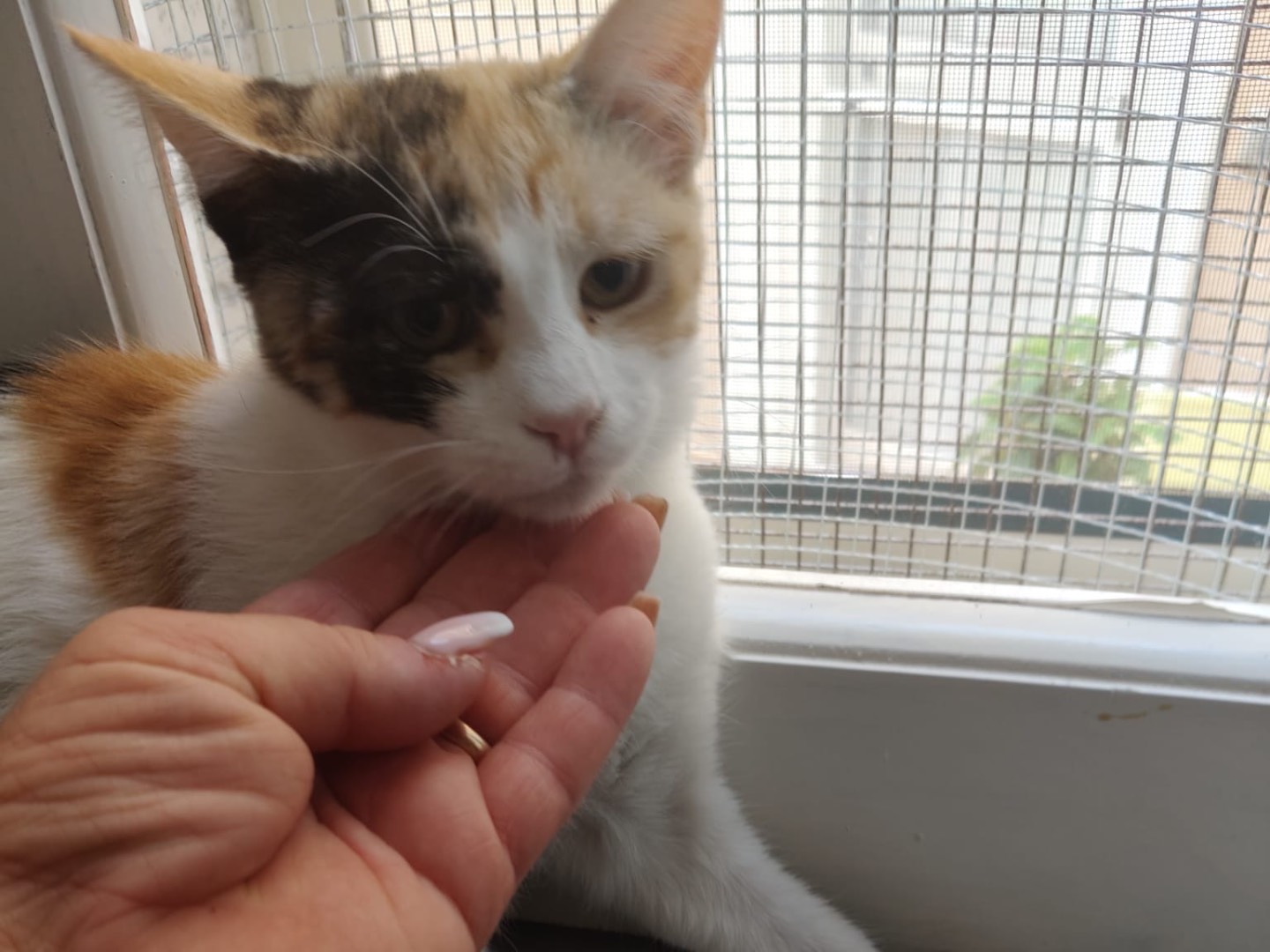Adotta un gatto, femmina, 4 mesi, Crotone