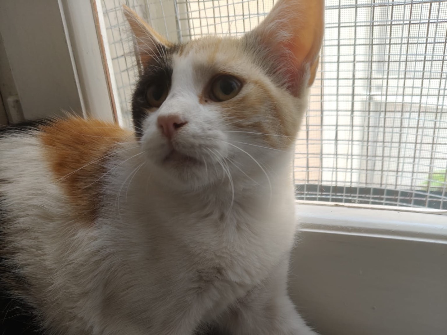Adotta un gatto, taglia non valida, femmina, Crotone