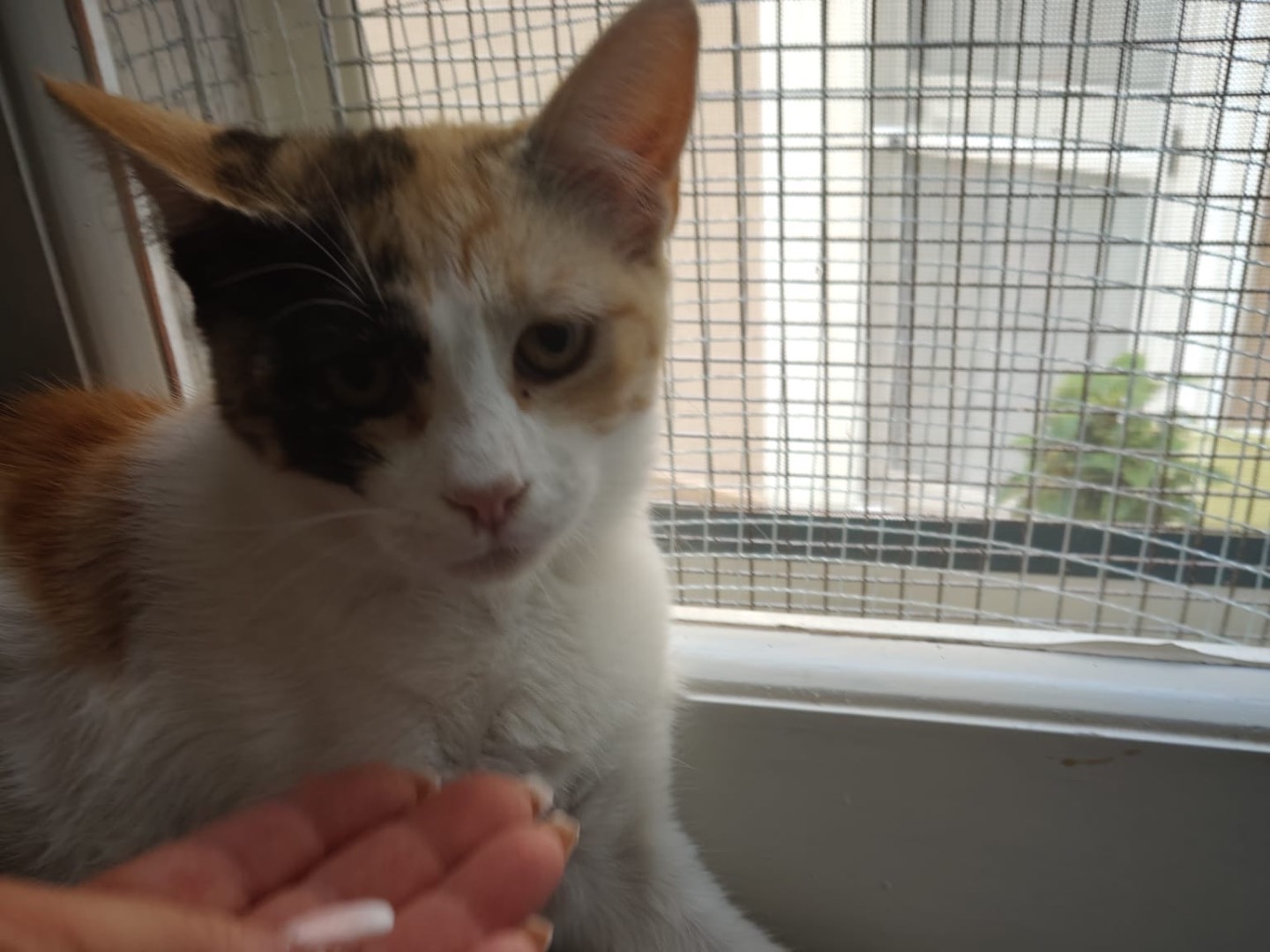 Vuoi adottare un gatto a Crotone?