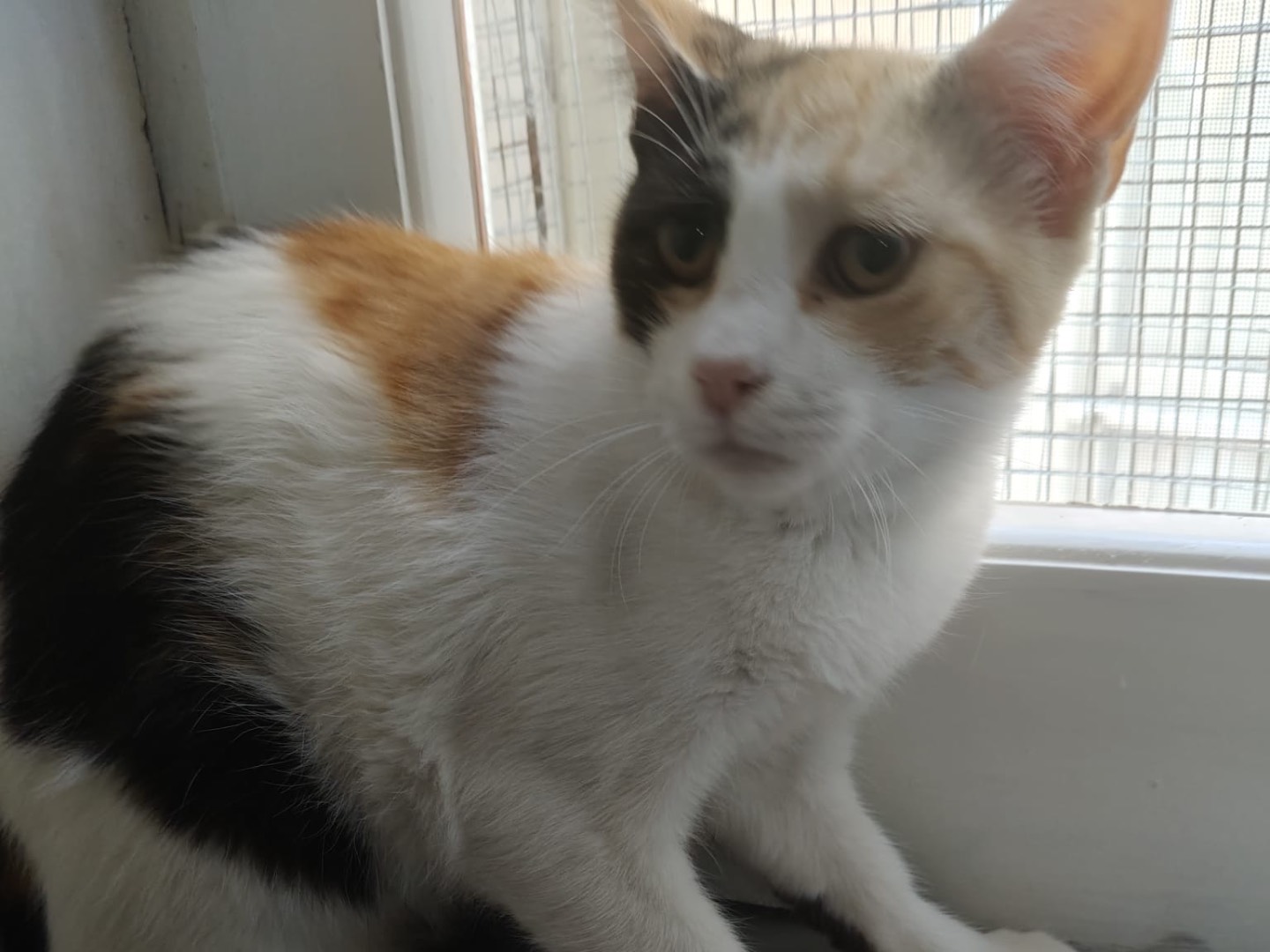 Adotta il gatto FEMMINA TRE a Crotone