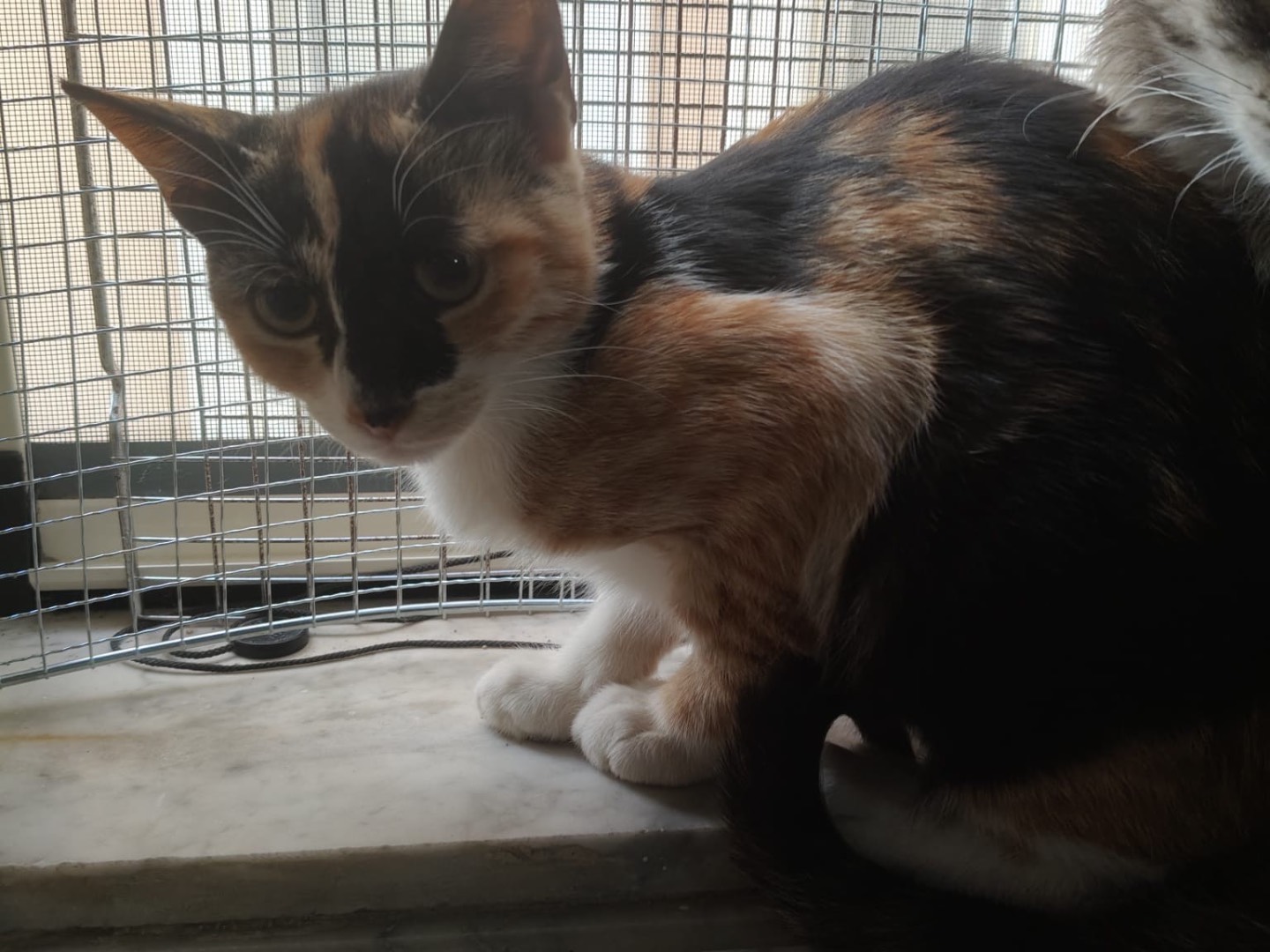 Adozione gatto, femmina, Razza sconosciuta Razza sconosciuta, 3 mesi, taglia non valida, Crotone