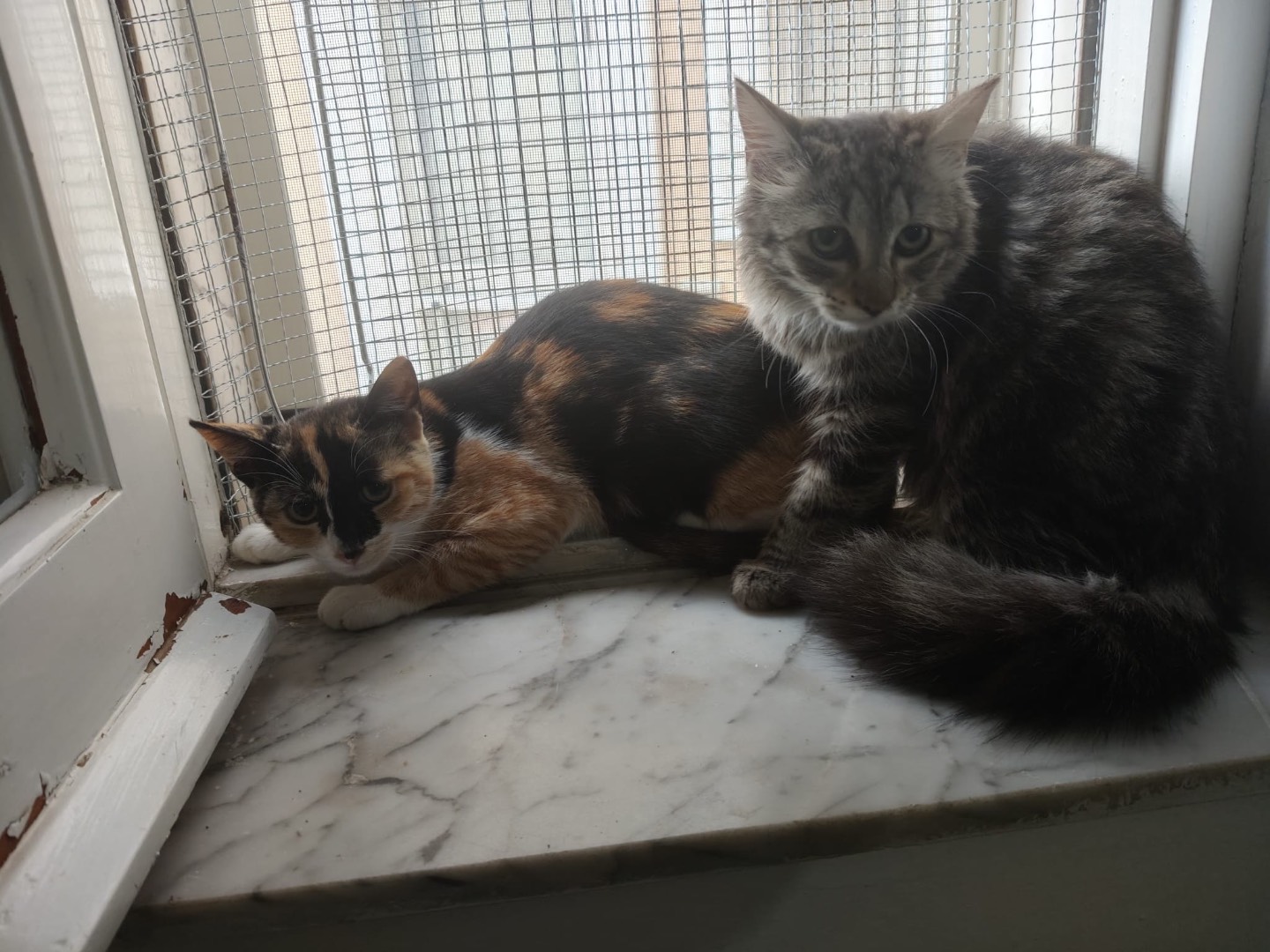Adotta un gatto, femmina, 3 mesi, Crotone