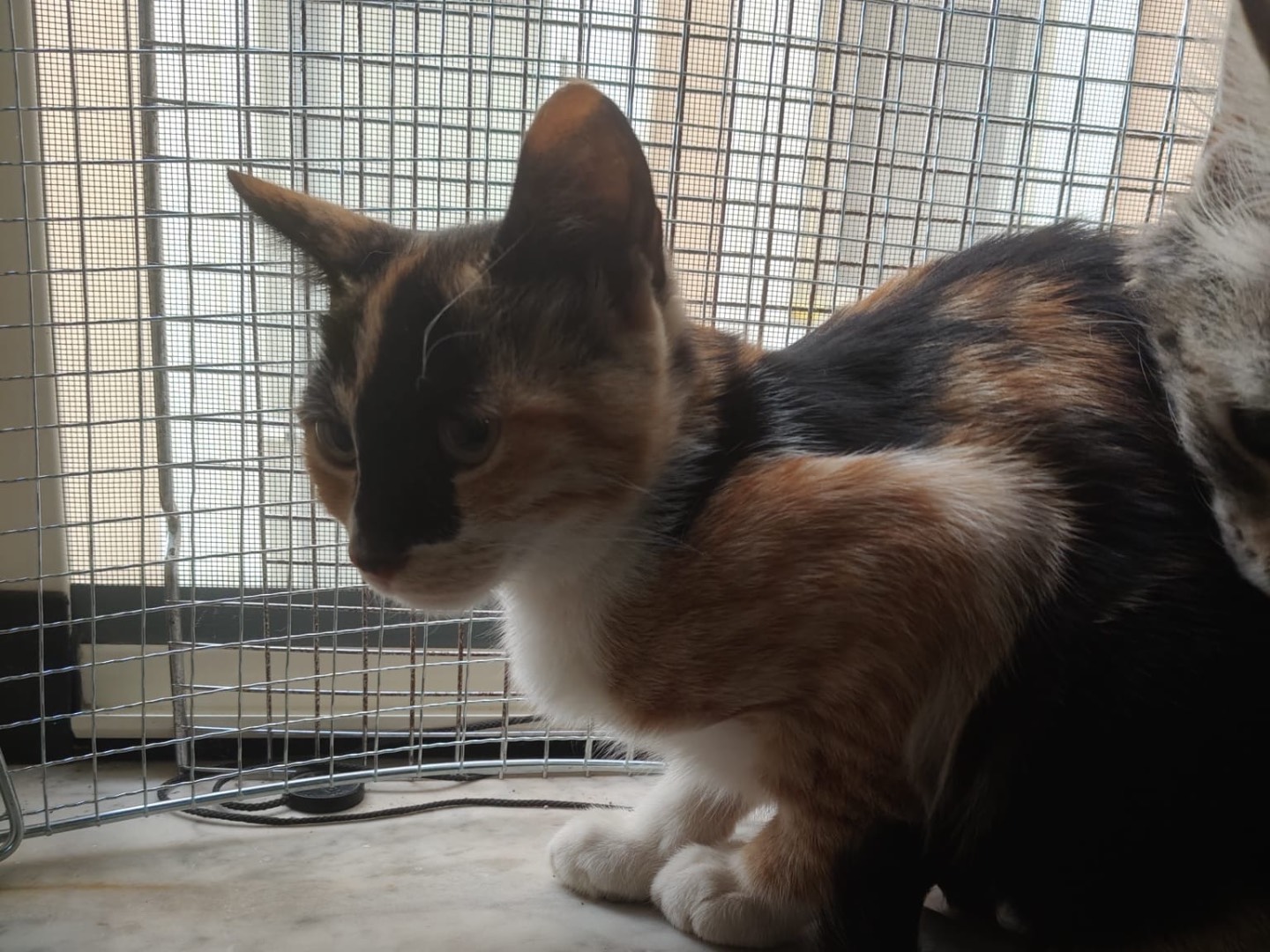 Adotta un gatto, taglia non valida, femmina, Crotone