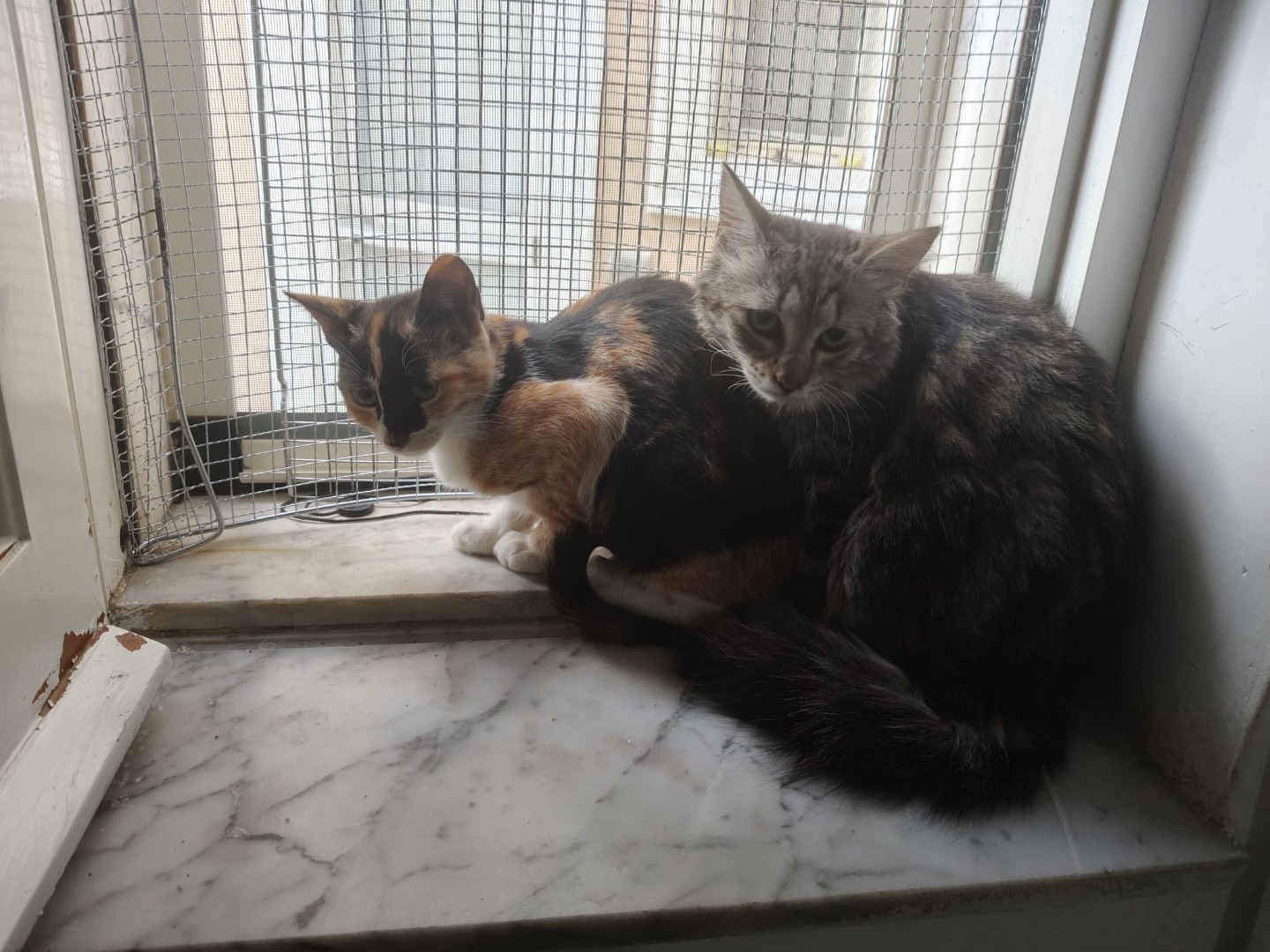 Vuoi adottare un gatto a Crotone?
