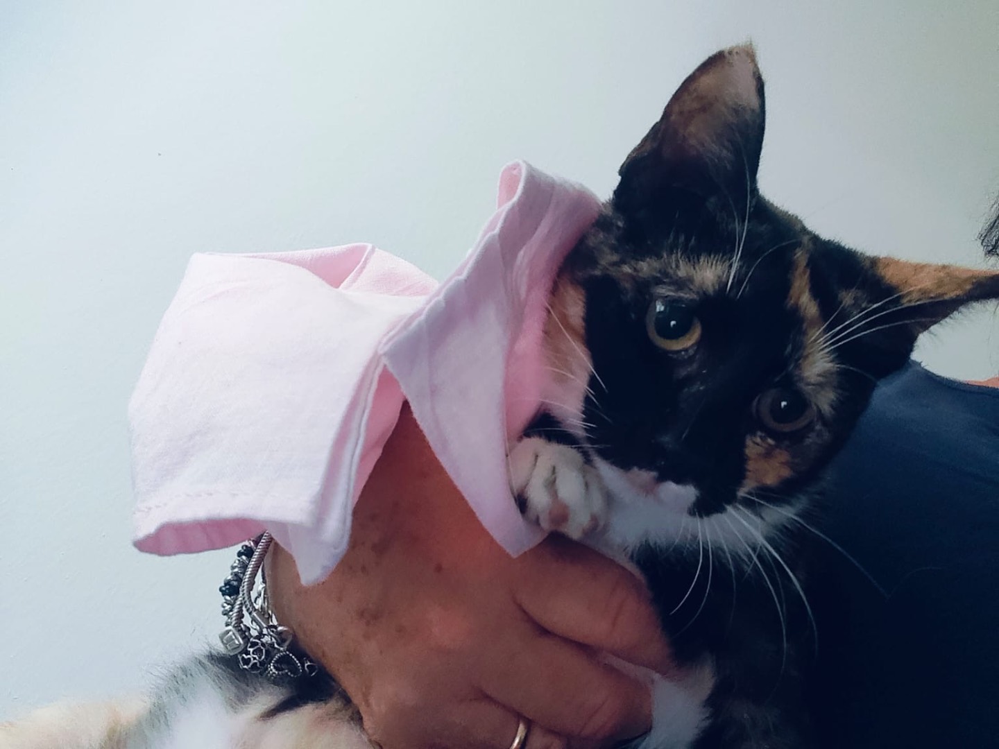 Adozione gatto, femmina, Razza sconosciuta Razza sconosciuta, 3 mesi, taglia non valida, Crotone