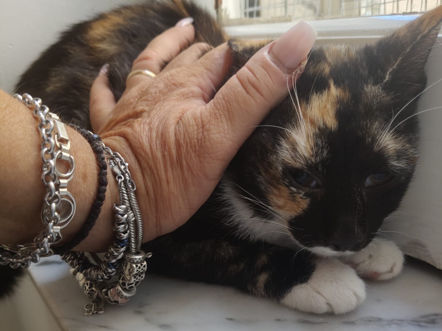Adotta un gatto, femmina, 3 mesi, Crotone