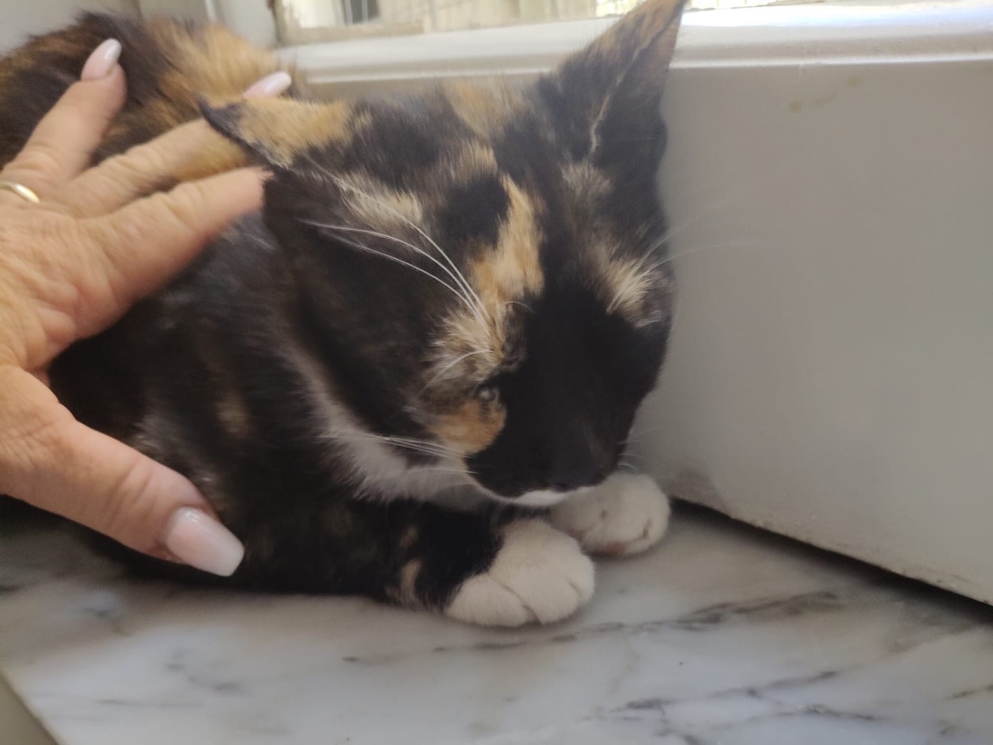 Adotta un gatto, taglia non valida, femmina, Crotone