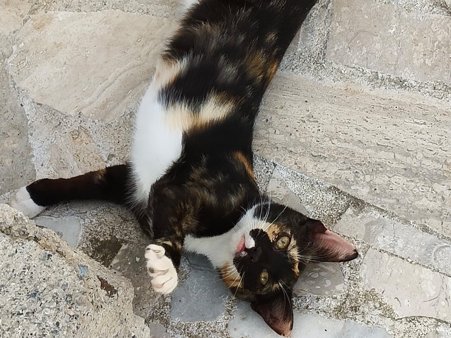 Vuoi adottare un gatto a Crotone?