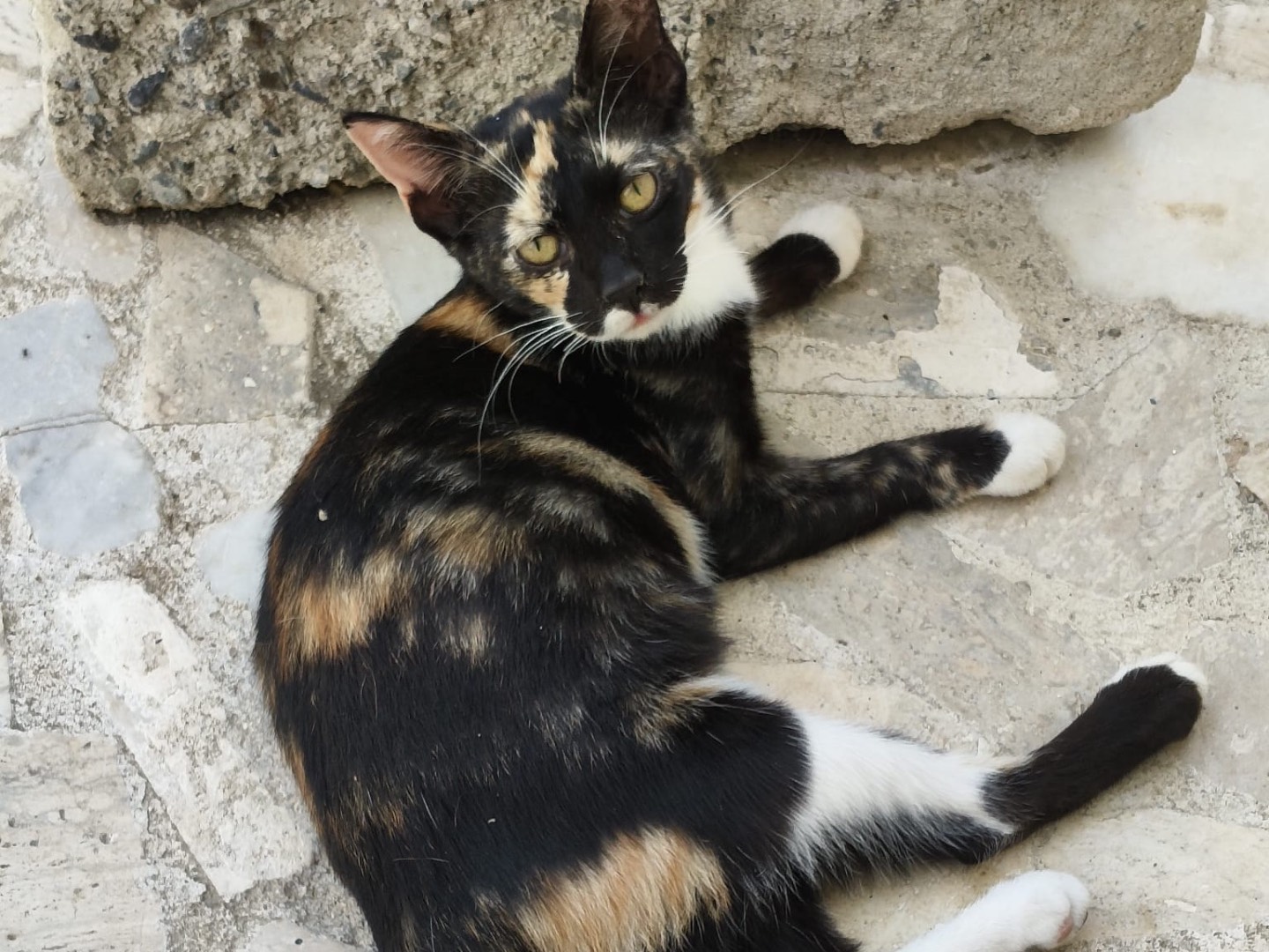 Adotta il gatto FEMMINA DUE a Crotone