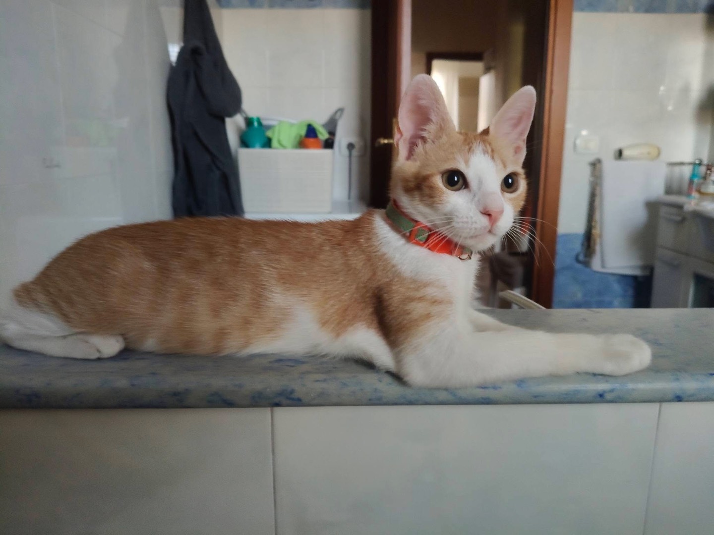 Adozione gatto, maschio, Razza sconosciuta Razza sconosciuta, 4 mesi, taglia non valida, Crotone