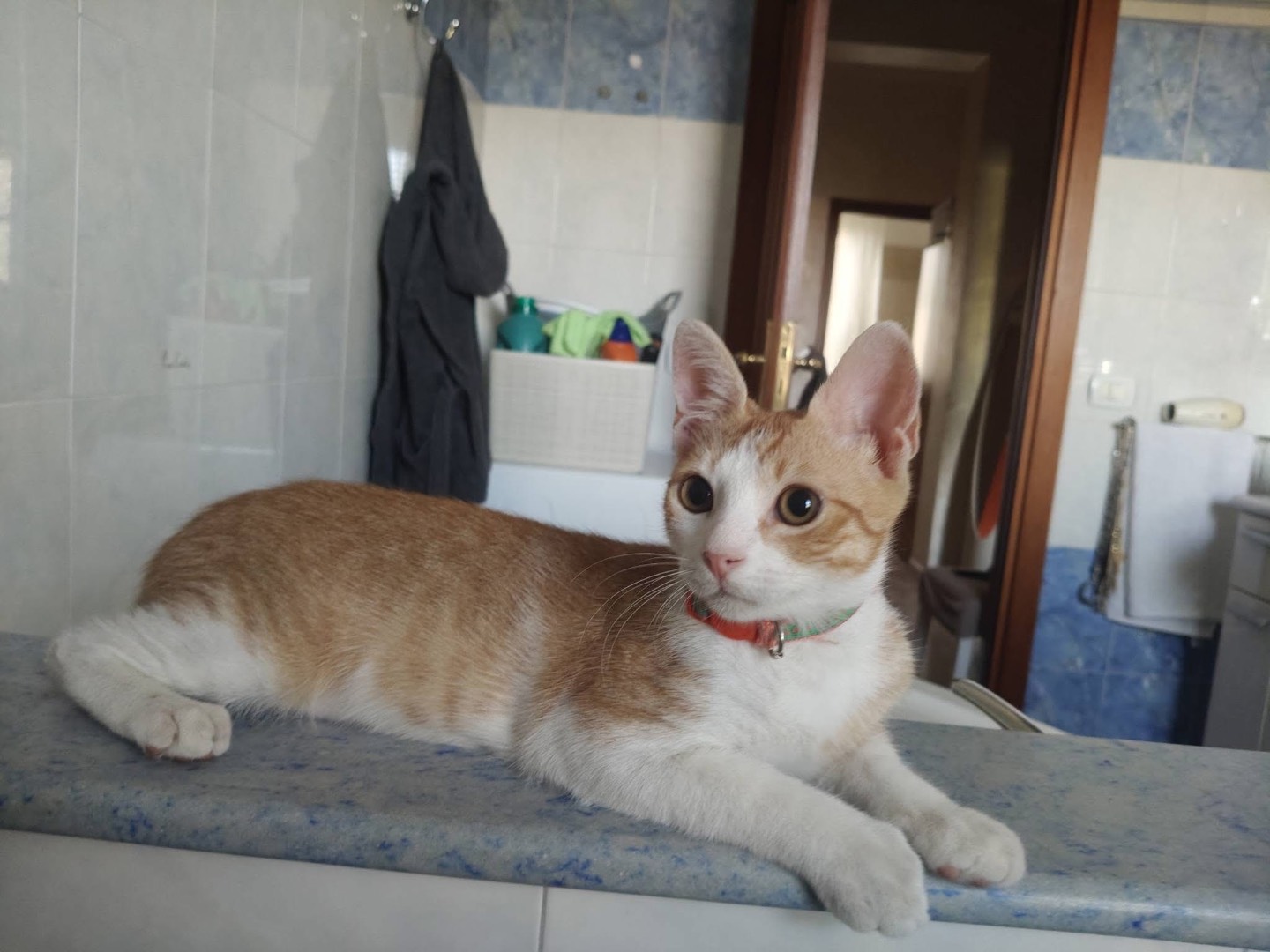 Adotta un gatto, taglia non valida, maschio, Crotone