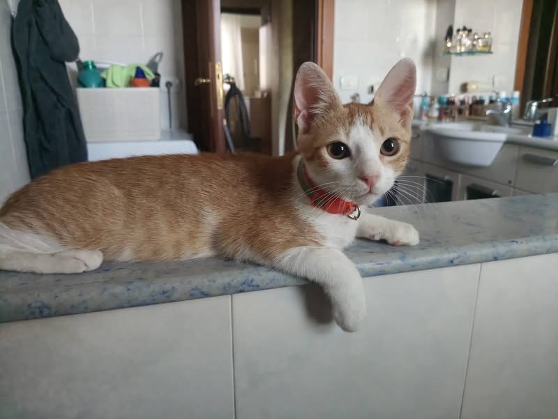 Vuoi adottare un gatto a Crotone?