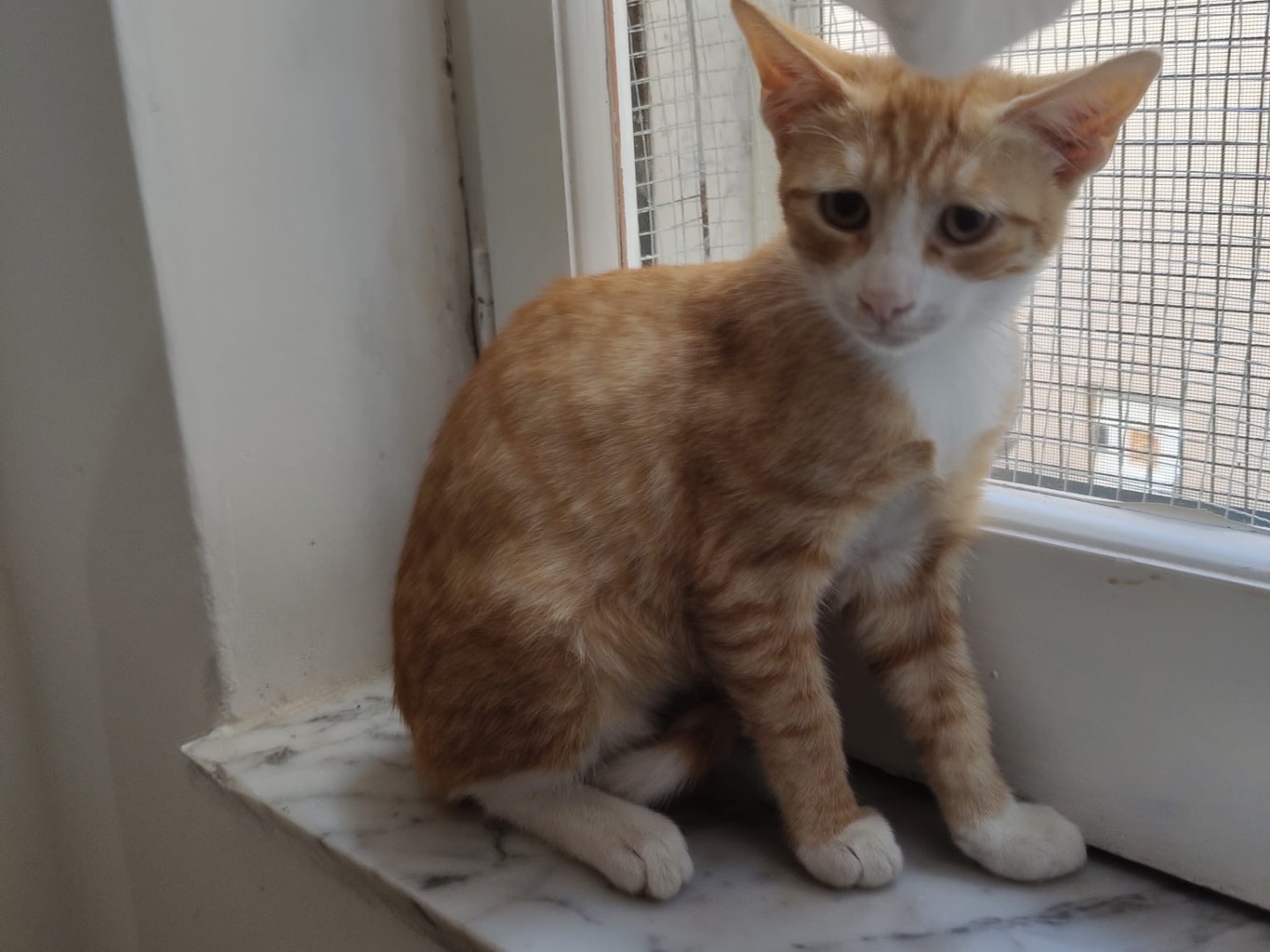 Adozione gatto, maschio, Razza sconosciuta Razza sconosciuta, 4 mesi, taglia non valida, Crotone