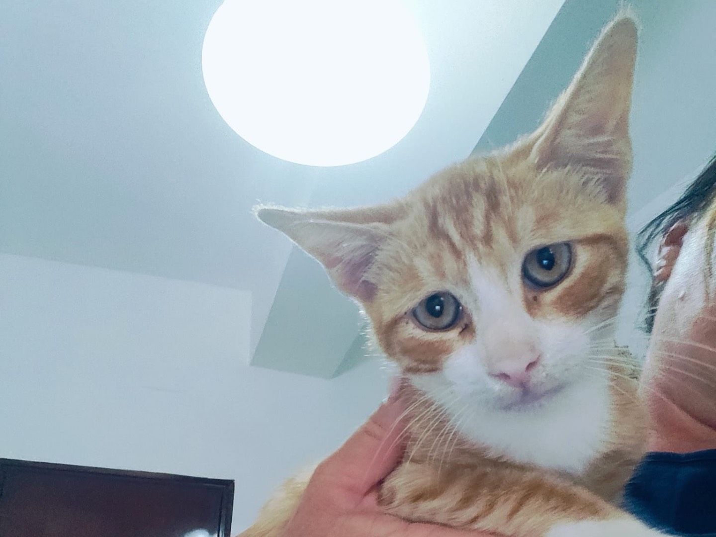 Adotta un gatto, maschio, 4 mesi, Crotone