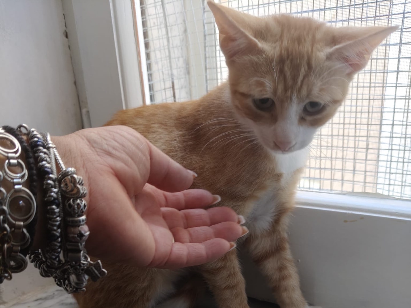 Adotta un gatto, taglia non valida, maschio, Crotone