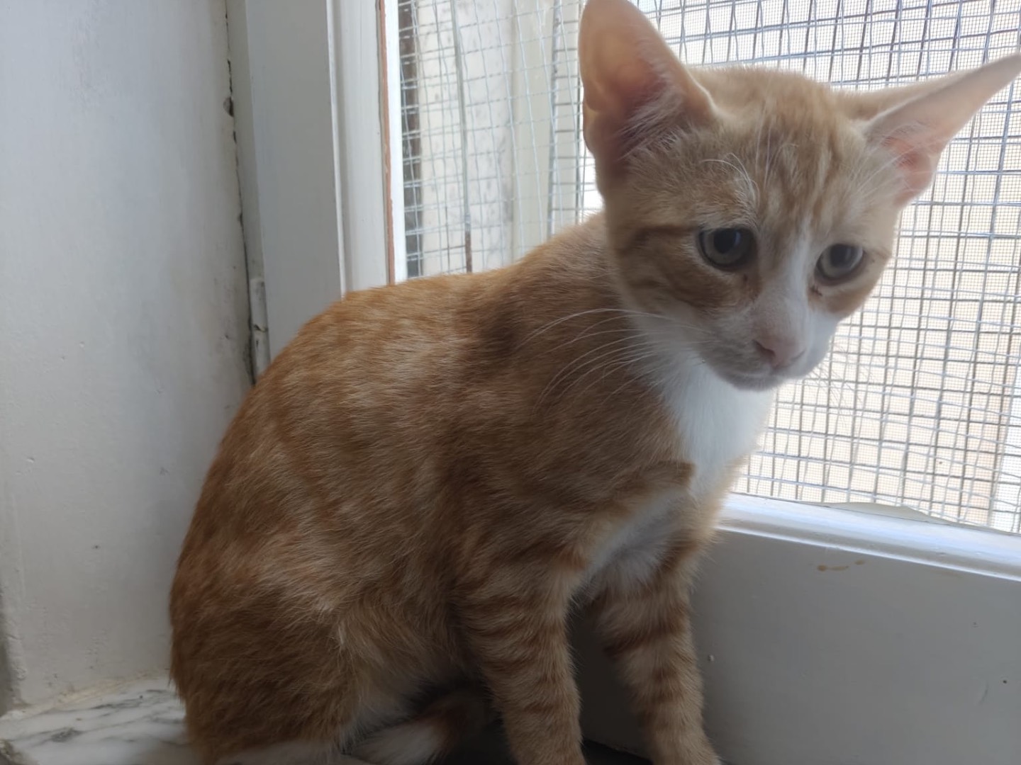 Vuoi adottare un gatto a Crotone?
