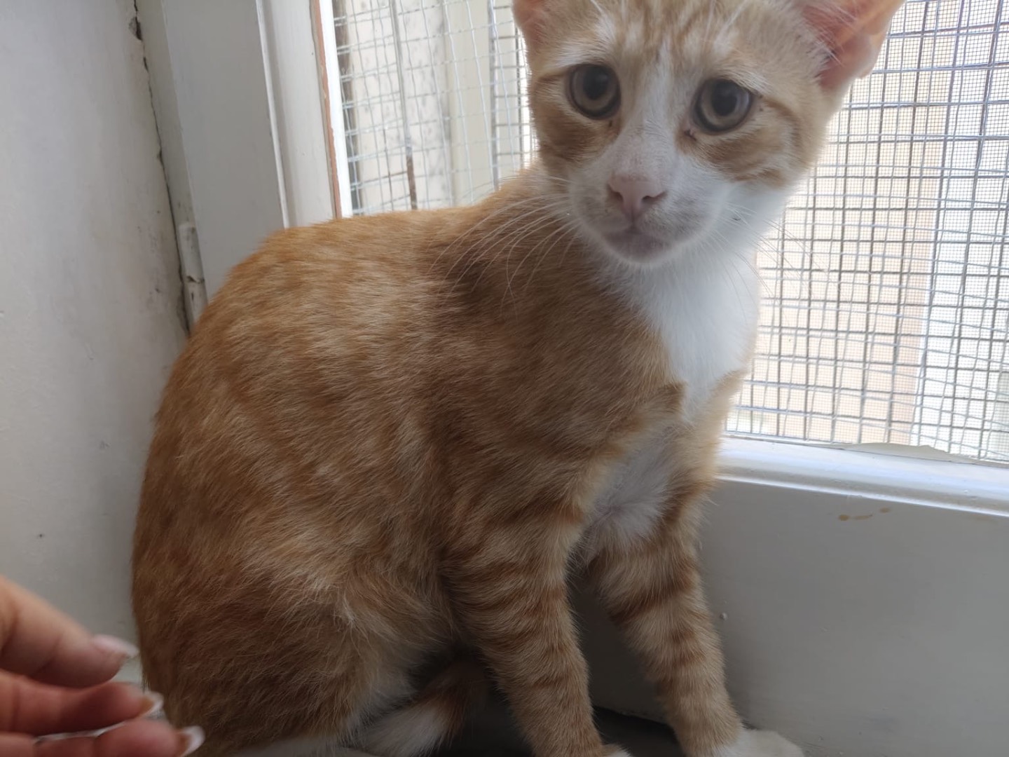 Adotta il gatto MASCHIETTO UNO a Crotone