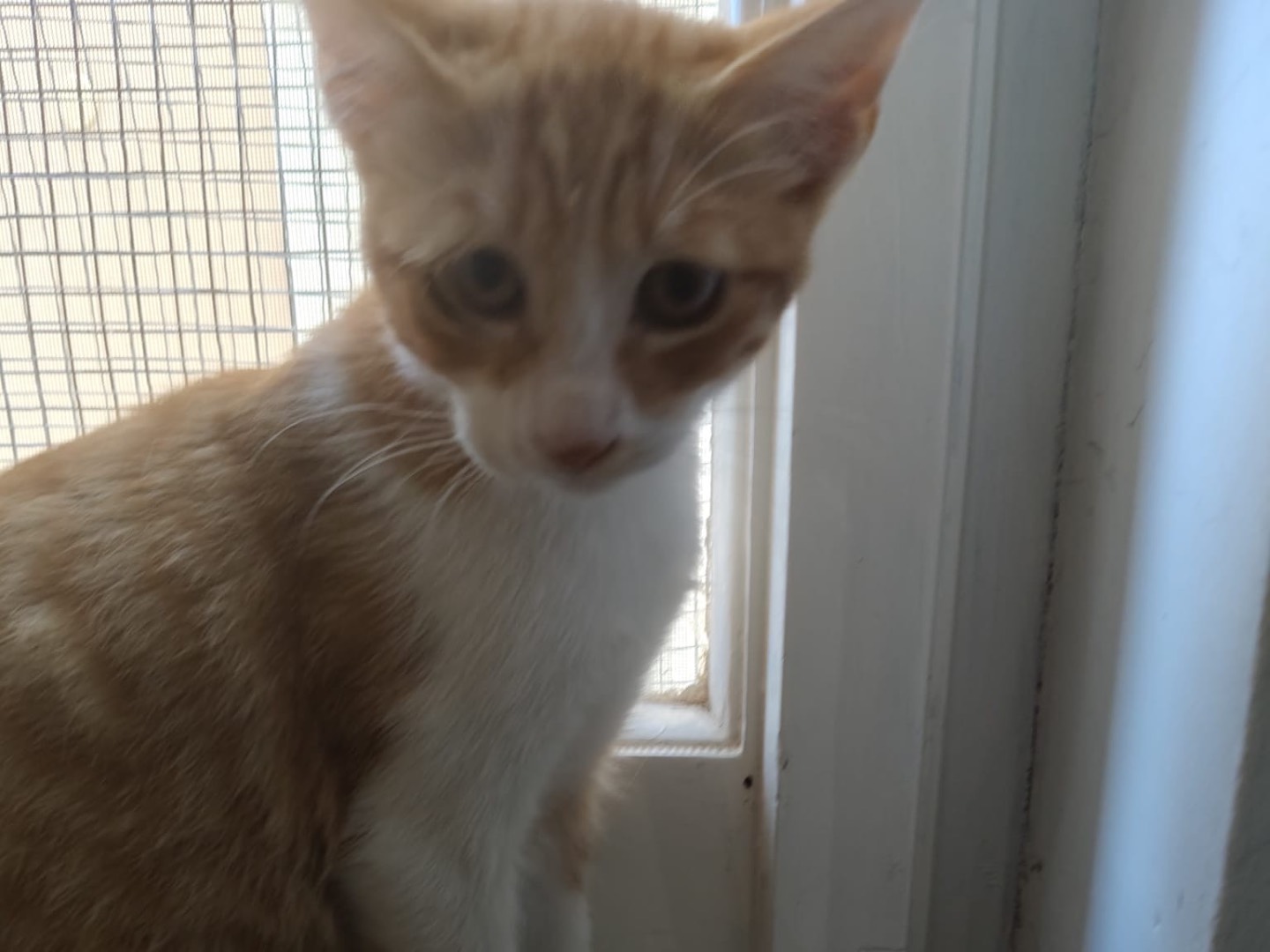 Adozione gatto, maschio, Razza sconosciuta Razza sconosciuta, 4 mesi, taglia non valida, Crotone