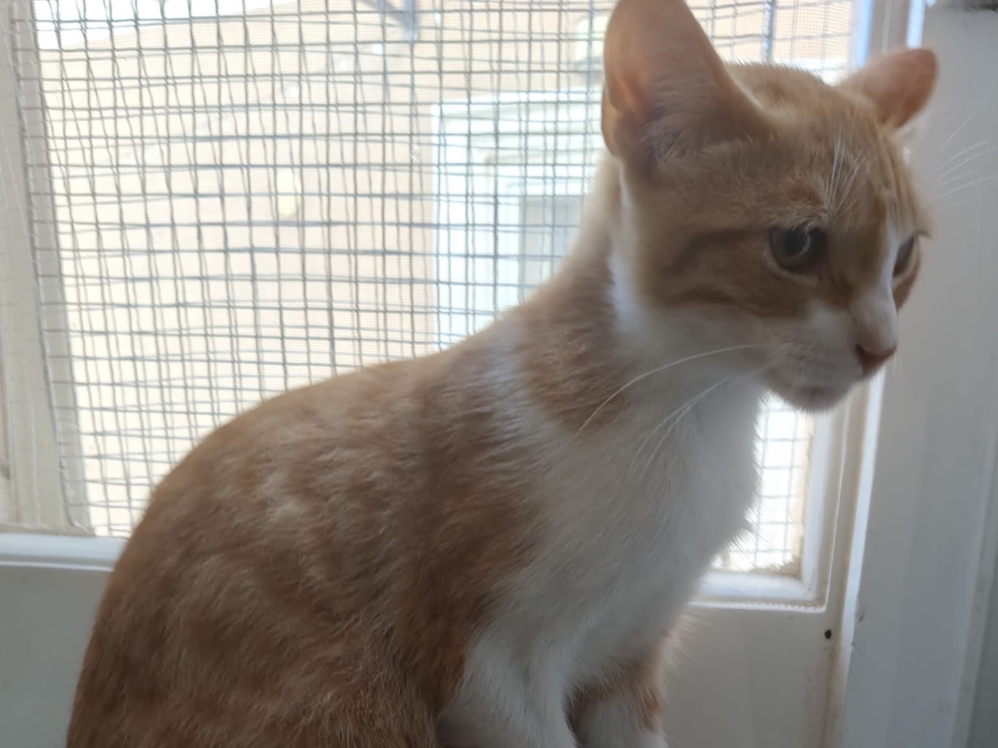 Adotta un gatto, maschio, 4 mesi, Crotone