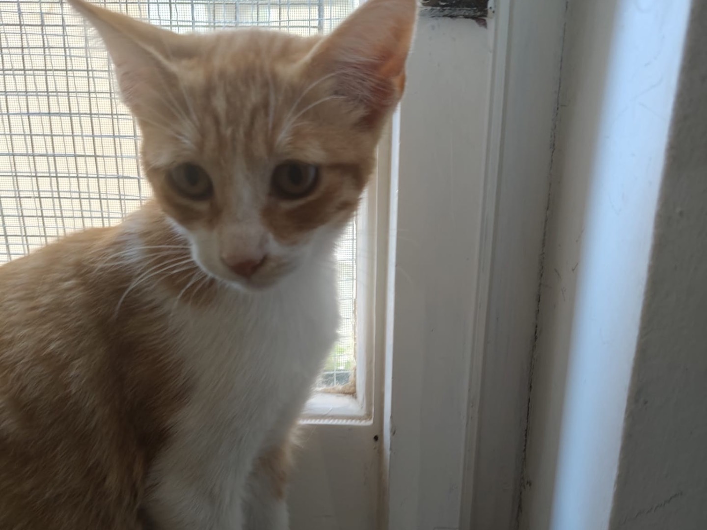 Adotta un gatto, taglia non valida, maschio, Crotone