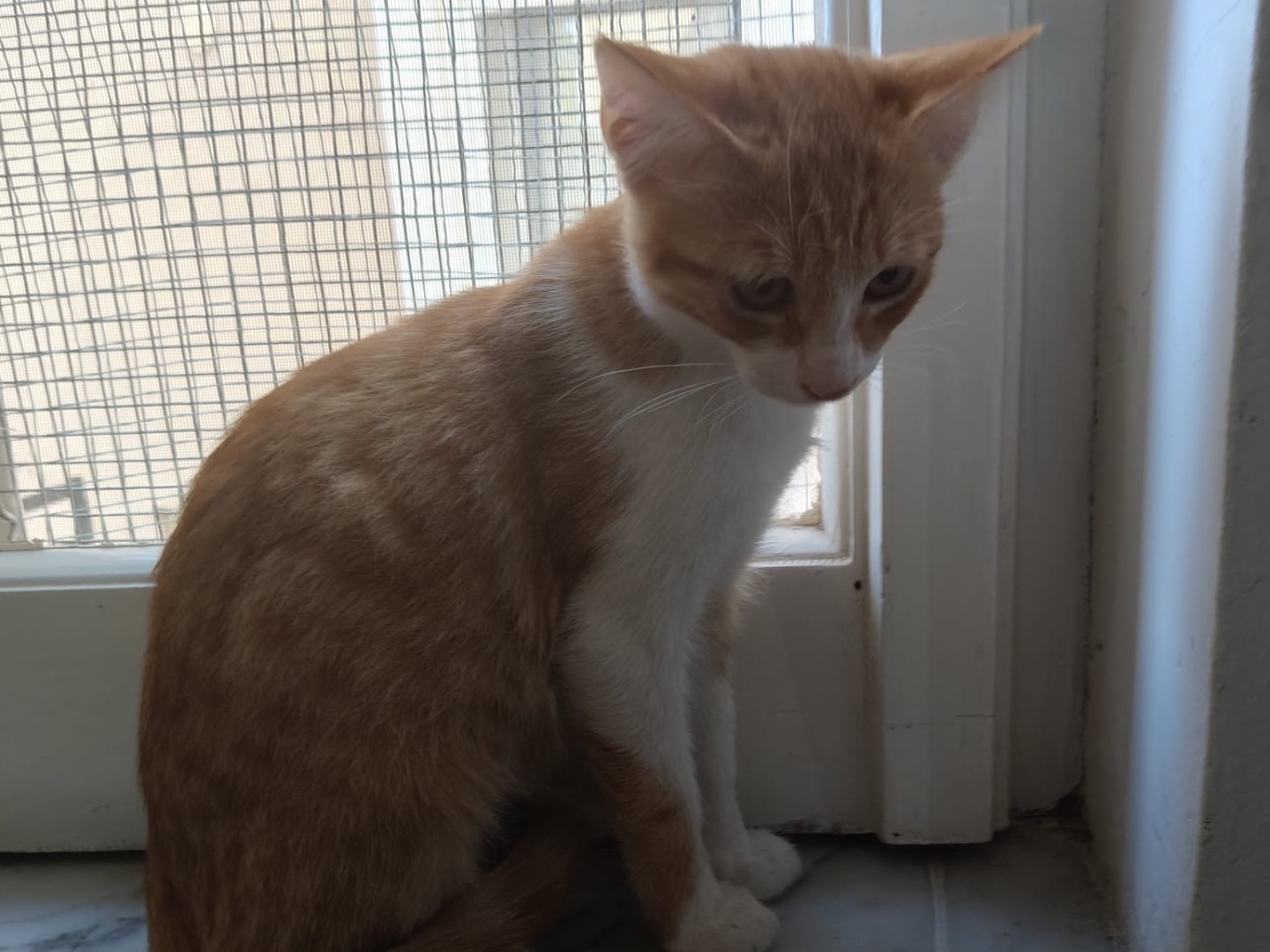 Vuoi adottare un gatto a Crotone?