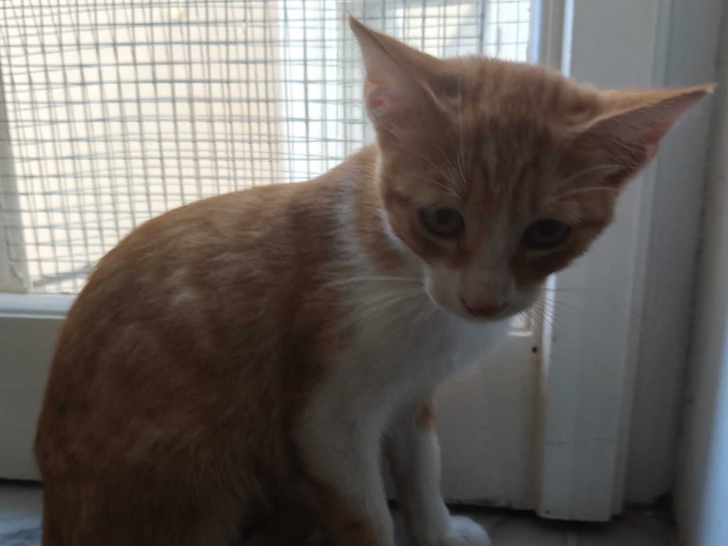 Adotta il gatto MASCHIETTO DUE a Crotone
